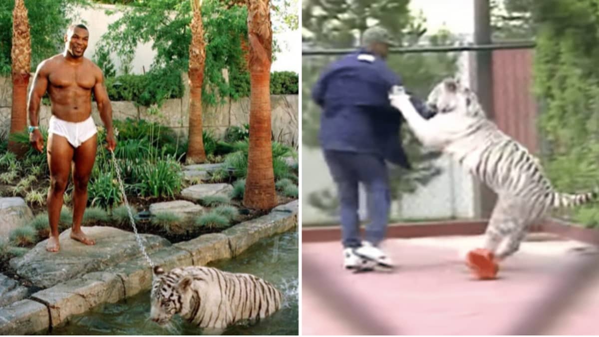 Mike Tyson Shares Crazy Story Of When His Pet Tiger Attacked A Trespasser.