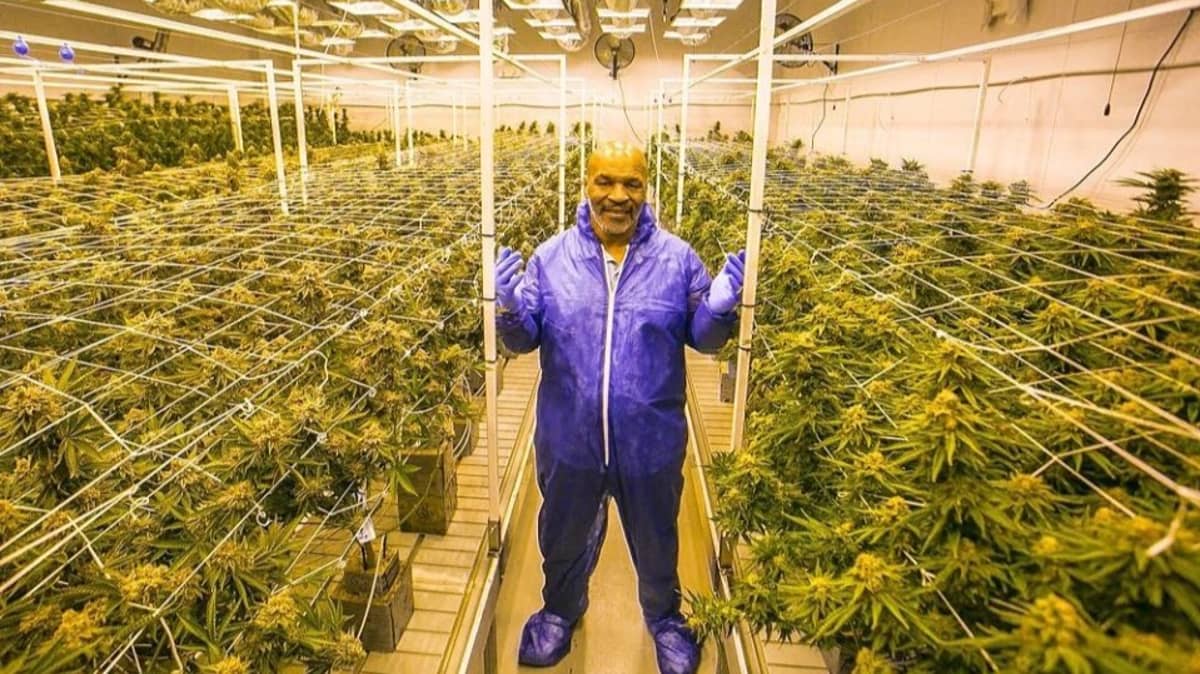 какой известный политик выращивал в своем саду марихуану