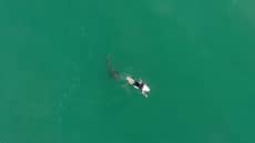 Drone Footage Shows 1.5m Great White Shark Circling Pro Surfer