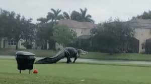 This Giant Alligator Just Casually Strolled Across A Golf Course In Florida