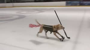 Meet The World's First Ice-Skating Dog Who Has The Most Incredible Story 