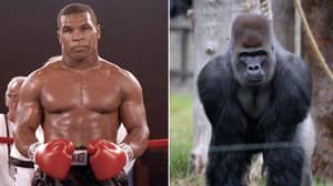 Mike Tyson Once Offered A Zookeeper $10,000 To Let Him Fight A Silverback Gorilla