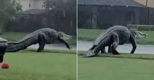Monster-Sized Alligator Interrupts Golf Game By Invading Course