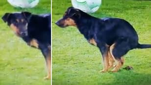 Dog Takes Dump On Pitch During Europa Conference League Game Between Partizan Belgrade And Arnothosis Famagusta