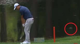 Terrifying Moment An Alligator Creeps Up Behind Collin Morikawa As He's About To Play A Shot