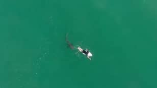 Drone Footage Shows 1.5m Great White Shark Circling Pro Surfer