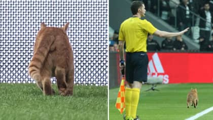 Besiktas Fined £29,880 For A Cat Running On The Pitch During Game