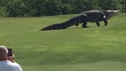 16 Foot Monster Alligator 'Chubbs' Spotted For First Time In Two Years