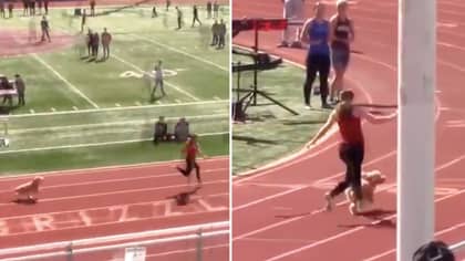 Dog Escapes Owners To Run 100m In 10.5 Seconds - One Second Behind Usain Bolt's World Record