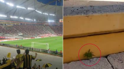 Footage Shows Cannabis Growing Inside Penarol's Football Stadium In Uruguay 