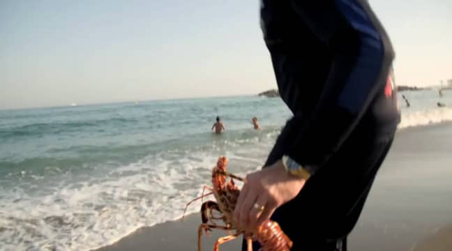 The boxer set the lobsters free in the nearby ocean. Credit: ITV