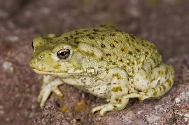 The Sonoran Desert toad. Credit: PA