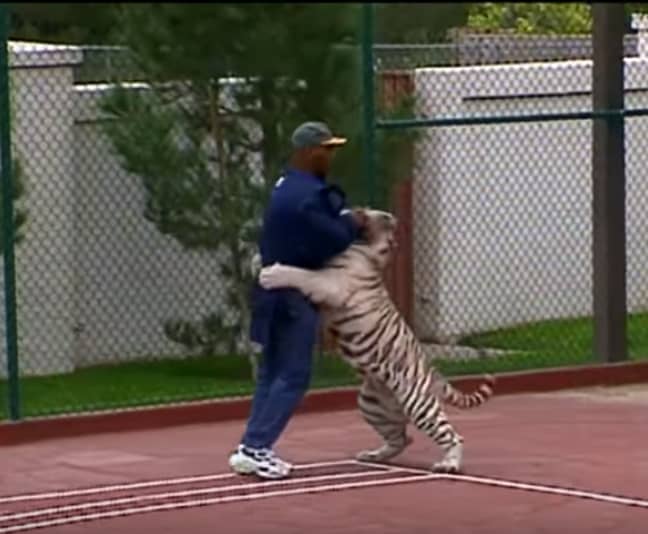 Tyson used to walk the big cats on leads around the property. Credit: CBS
