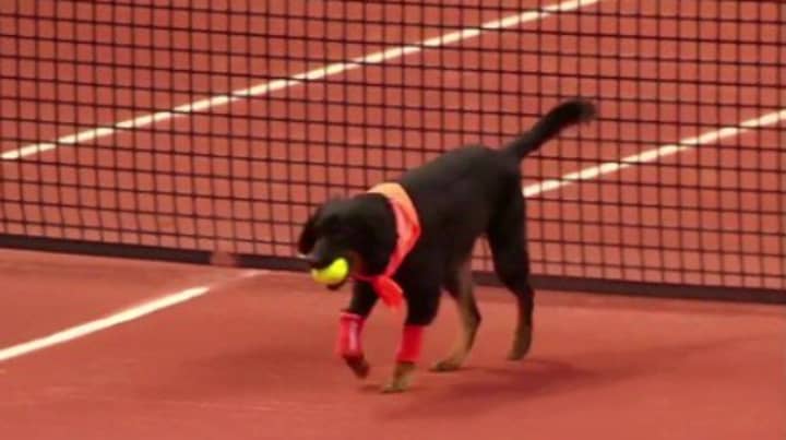 Brazilian Open Use Shelter Dogs As Ballboys 