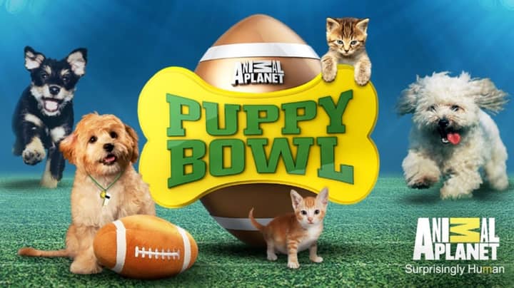 Puppy Bowl Is The Sport We've Always Needed