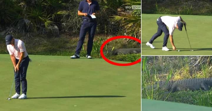 Rory McIlroy Plays Golf Yards Away From Sleeping Alligator In Florida