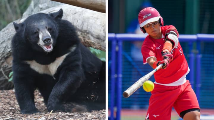 Wild Bear Still On The Loose After Sneaking Into Tokyo Olympics Softball Stadium